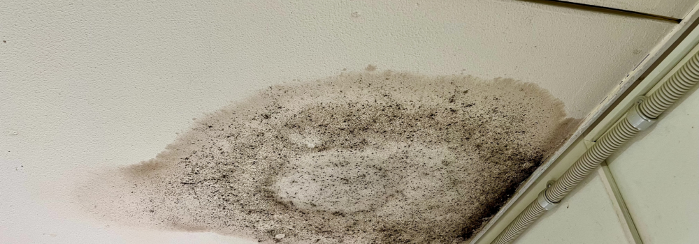 富士宮市のシロアリ駆除の料金相場