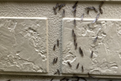 羽アリを見かける