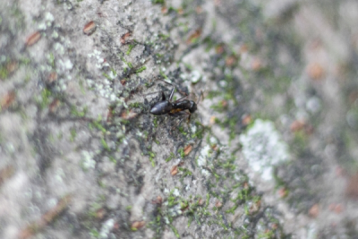 家の中でクロアリを見かける